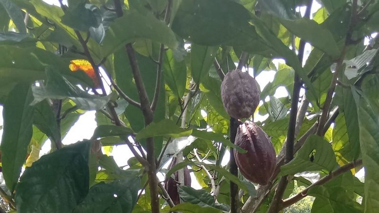 Pemerintah Kabupaten Pasaman, Sumatera Barat, optimis mencapai target produksi kakao 13.213 ton pada 2025, didorong harga jual tinggi dan peningkatan luas lahan tanam.