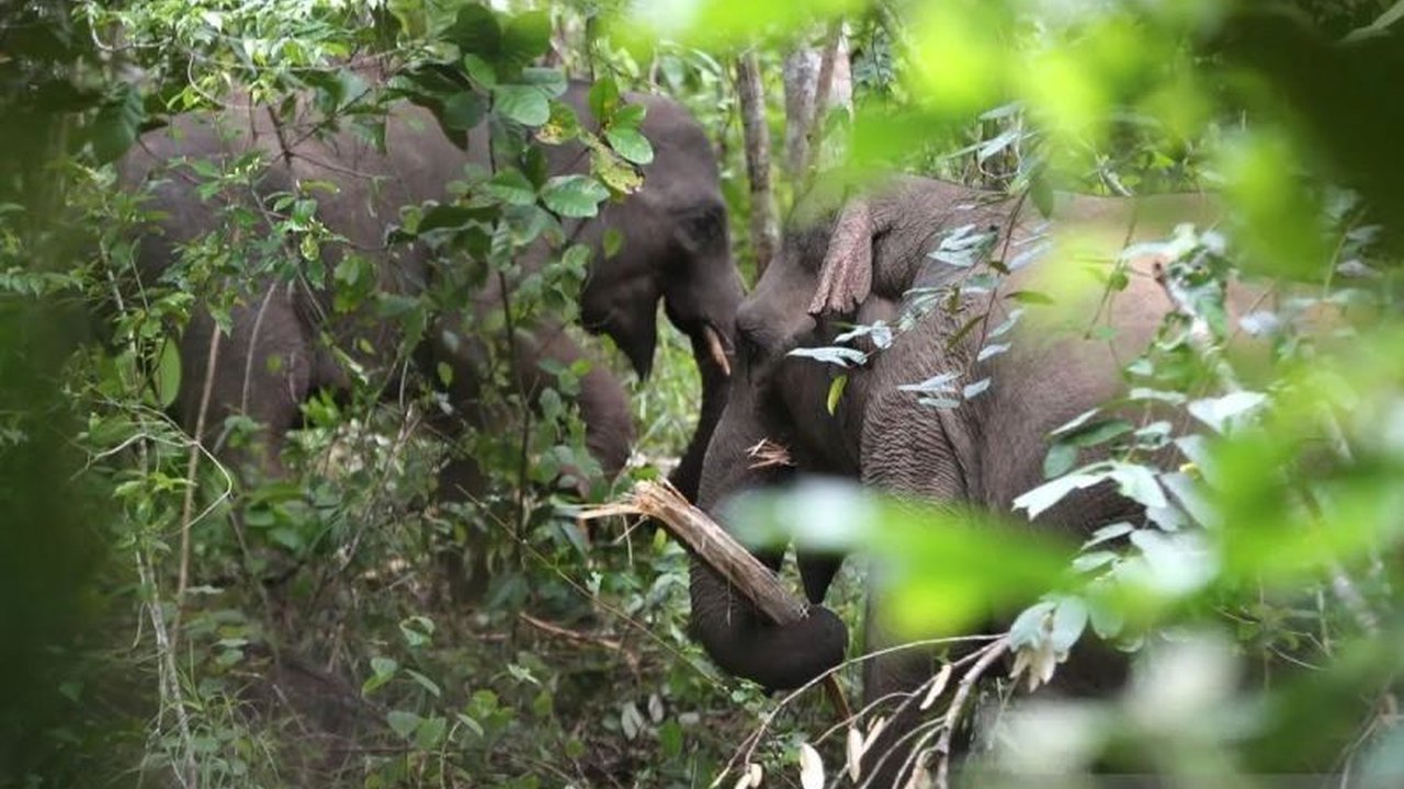 Bupati Aceh Jaya, Safwandi, berkomitmen selesaikan konflik gajah-manusia dan cari solusi berkelanjutan untuk kesejahteraan masyarakat Aceh Jaya.
