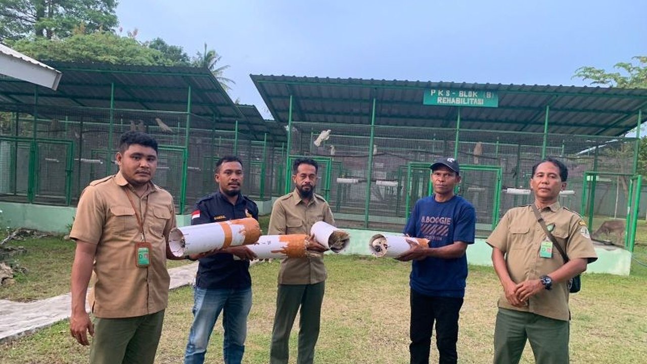 Balai Konservasi Sumber Daya Alam (BKSDA) Maluku menggagalkan penyelundupan empat ekor burung Kakaktua Maluku dari Seram Timur ke Ambon; pelaku terancam hukuman penjara dan denda.