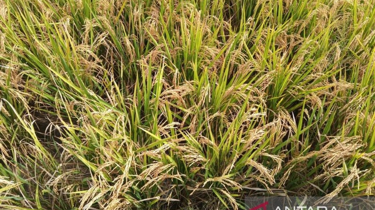 Bulog Cirebon menyerap 1.000 ton beras per hari untuk memperkuat stok menjelang Ramadhan, memastikan ketersediaan beras bagi masyarakat.