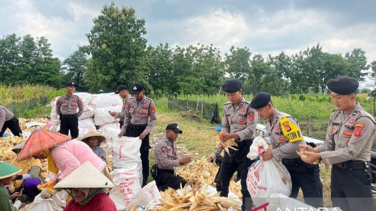 Polresta Cirebon berhasil panen raya 15 ton jagung hasil kerja sama dengan petani Desa Sumurkondang, Cirebon, dalam program ketahanan pangan.