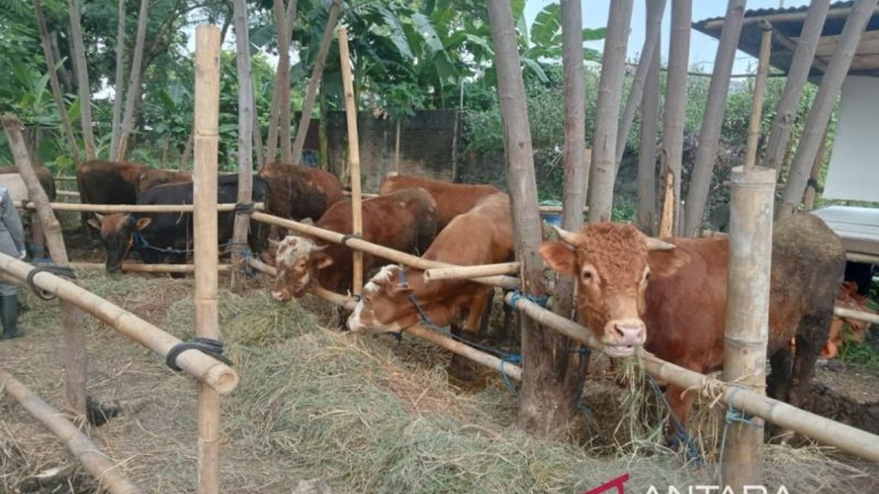 Dinas Ketahanan Pangan dan Pertanian Bantul meningkatkan pengawasan ternak untuk mencegah penyebaran antraks setelah kasus ditemukan di Gunungkidul.