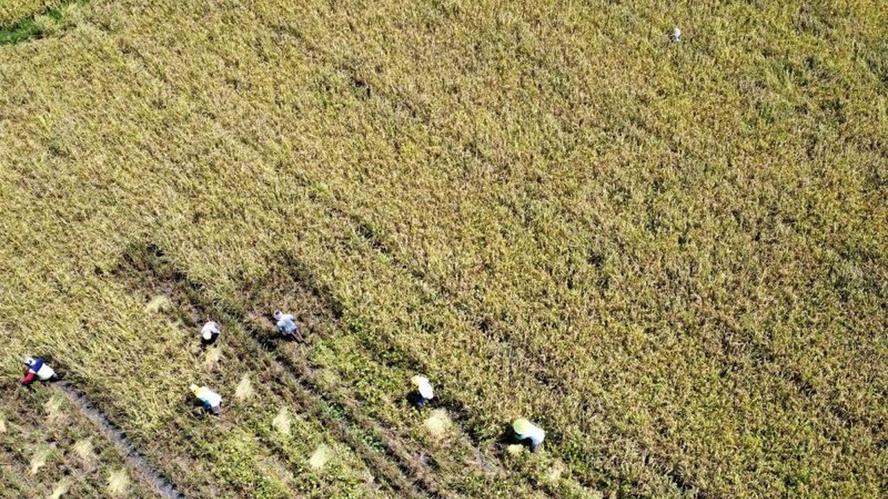 Pemerintah Kota Gorontalo menetapkan 250 hektar lahan pertanian sebagai Lahan Pertanian Pangan Berkelanjutan (LP2B) yang tidak dapat dialihfungsikan untuk 20 tahun ke depan guna menjaga ketahanan pangan.