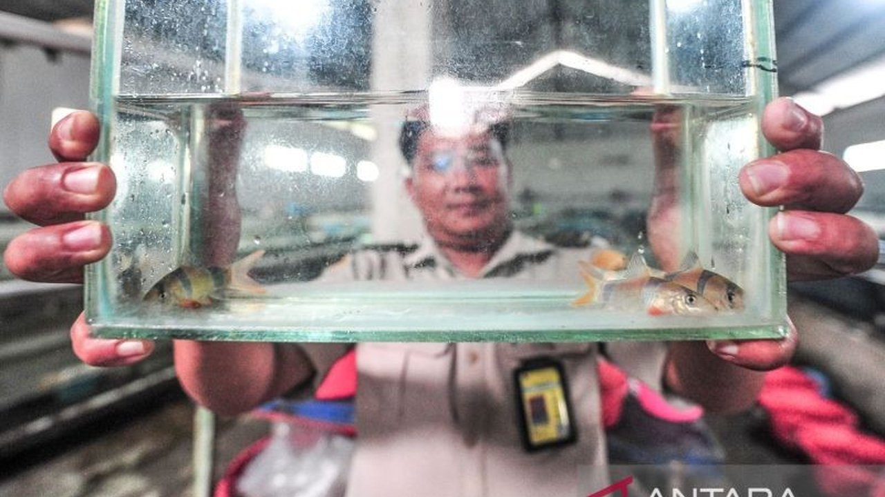 Badan Karantina Jambi sukses fasilitasi ekspor lebih dari 60.000 ikan Botia ke pasar domestik dan internasional, menandai peningkatan signifikan dan peluang ekonomi baru.