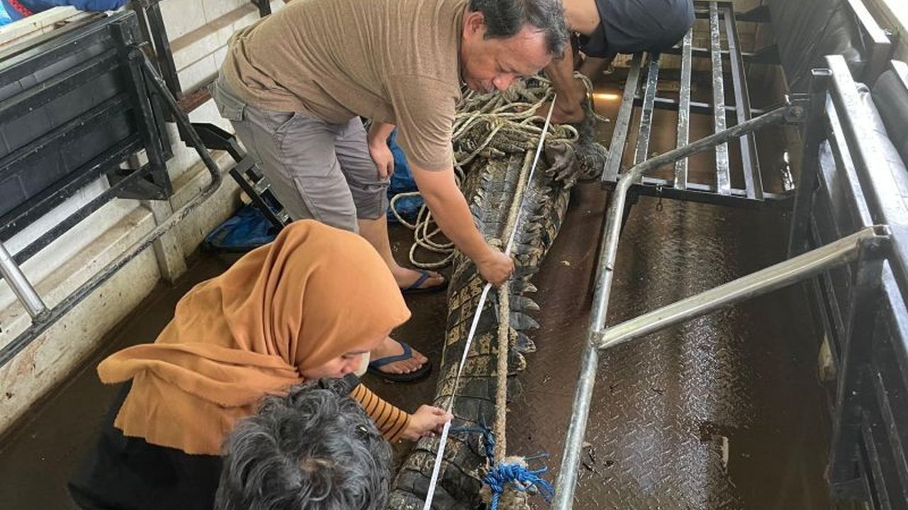 Buaya Penyerang Kakek di Cimory Gowa Segera Dilepasliarkan