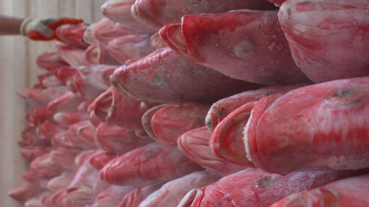 Kedutaan Besar RI di AS optimistis dapat meningkatkan ekspor kakap merah ke Amerika Serikat, dengan potensi transaksi awal mencapai 2,5 juta dolar AS per tahun, memanfaatkan tren permintaan yang meningkat di pasar AS.