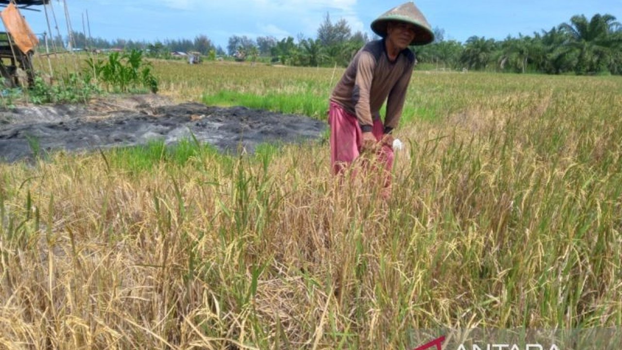 Pemerintah Kota Bengkulu memasang target ambisius produksi beras mencapai 6.000 ton pada tahun 2025, melalui berbagai program peningkatan produktivitas pertanian.