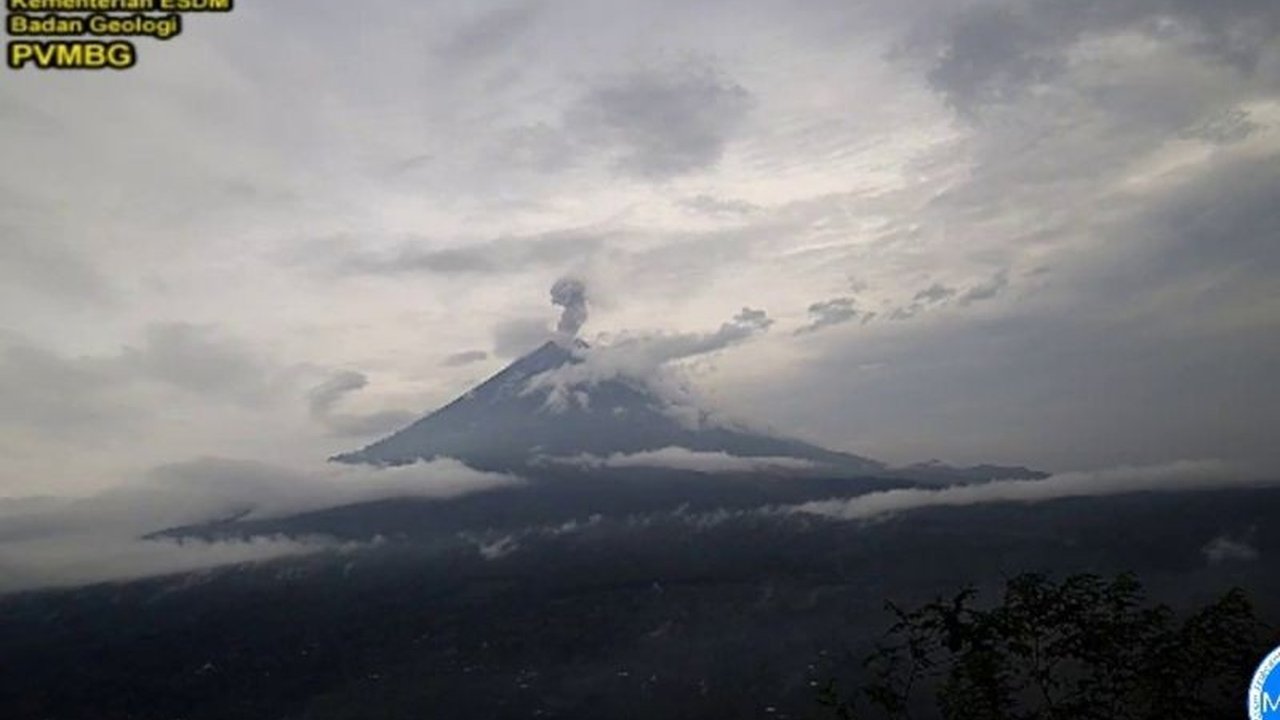 Gunung Semeru di Lumajang, Jawa Timur mengalami erupsi beberapa kali pada Kamis, 20 Februari 2024, dengan tinggi letusan hingga 1 kilometer, menyebabkan peningkatan status waspada.