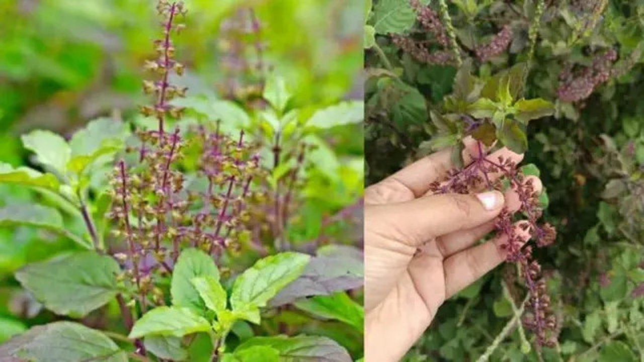 Daun Tulsi atau Kemangi Suci (Foto: Shopee)