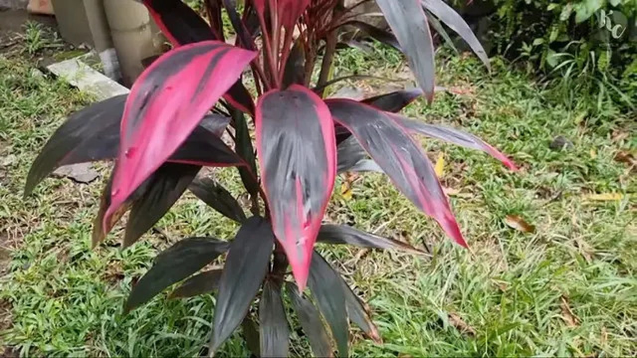 Tanaman Hanjuang Merah