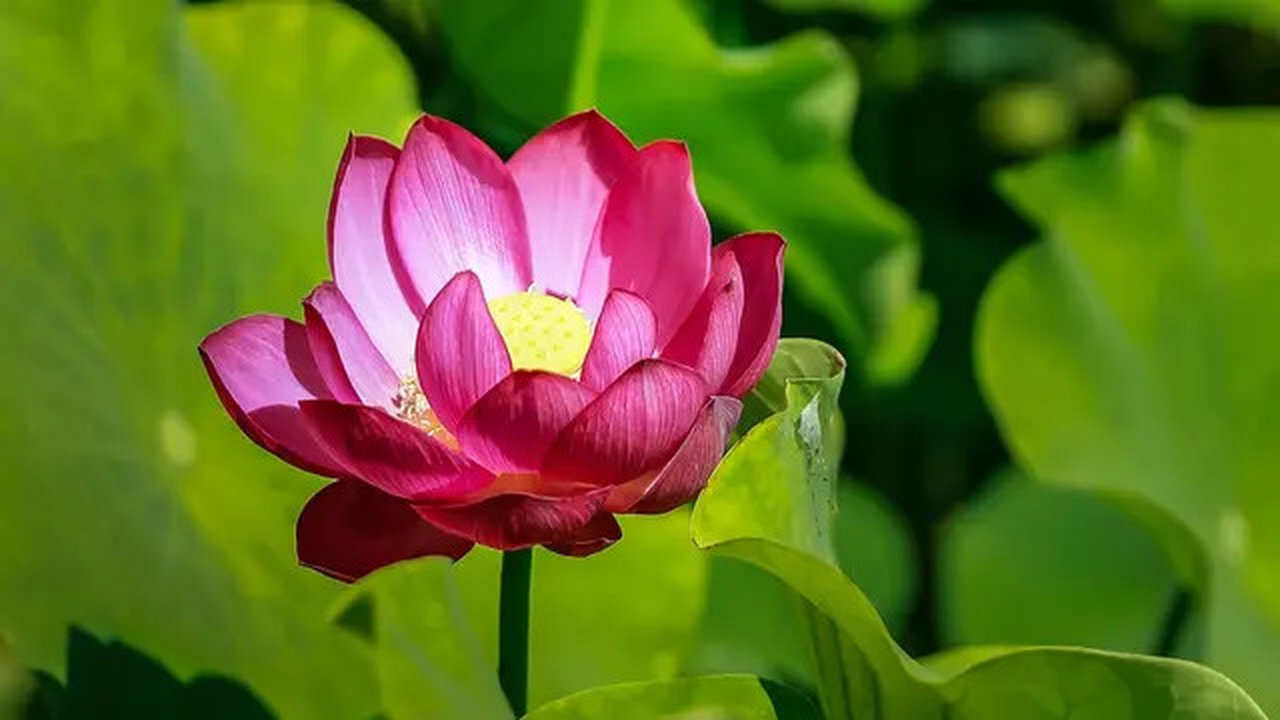 Ilustrasi bunga teratai. (dok. pexels.com/Pixabay)