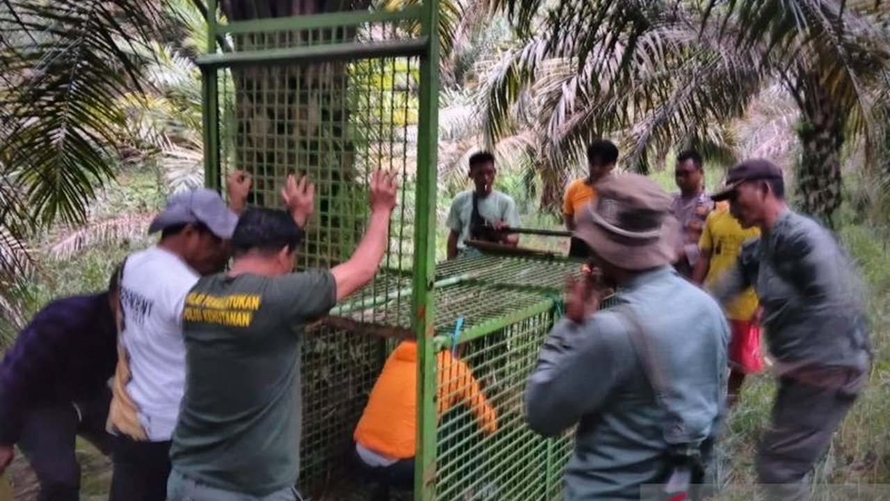 Balai Konservasi Sumber Daya Alam (BKSDA) Bengkulu memasang jebakan untuk menangkap harimau yang telah memangsa anak sapi di Desa Mekar Jaya, Mukomuko, dan upaya ini melibatkan berbagai pihak untuk memastikan keselamatan warga.