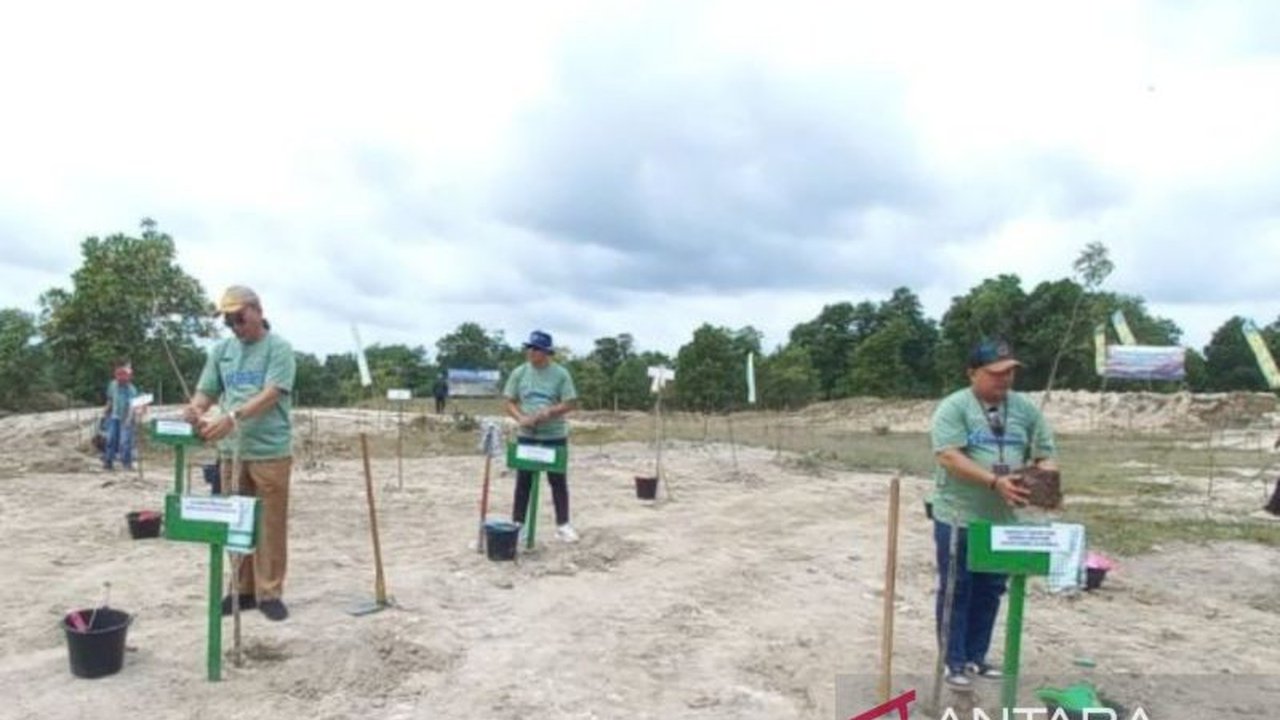 Balai Pengelolaan Daerah Aliran Sungai (BPDAS) Baturusa-Cerucuk Provinsi Kepulauan Bangka Belitung menanam bibit kayu putih untuk memulihkan fungsi hutan dan lahan bekas tambang, sekaligus meningkatkan perekonomian masyarakat.