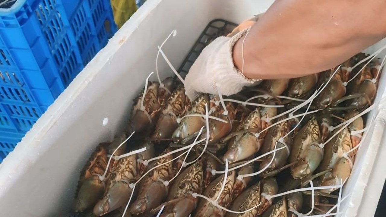 Badan Karantina Indonesia fasilitasi ekspor 2.800 kepiting bakau dari Kepri ke China senilai Rp131 juta pada Februari 2025, bukti potensi ekonomi kelautan Indonesia.