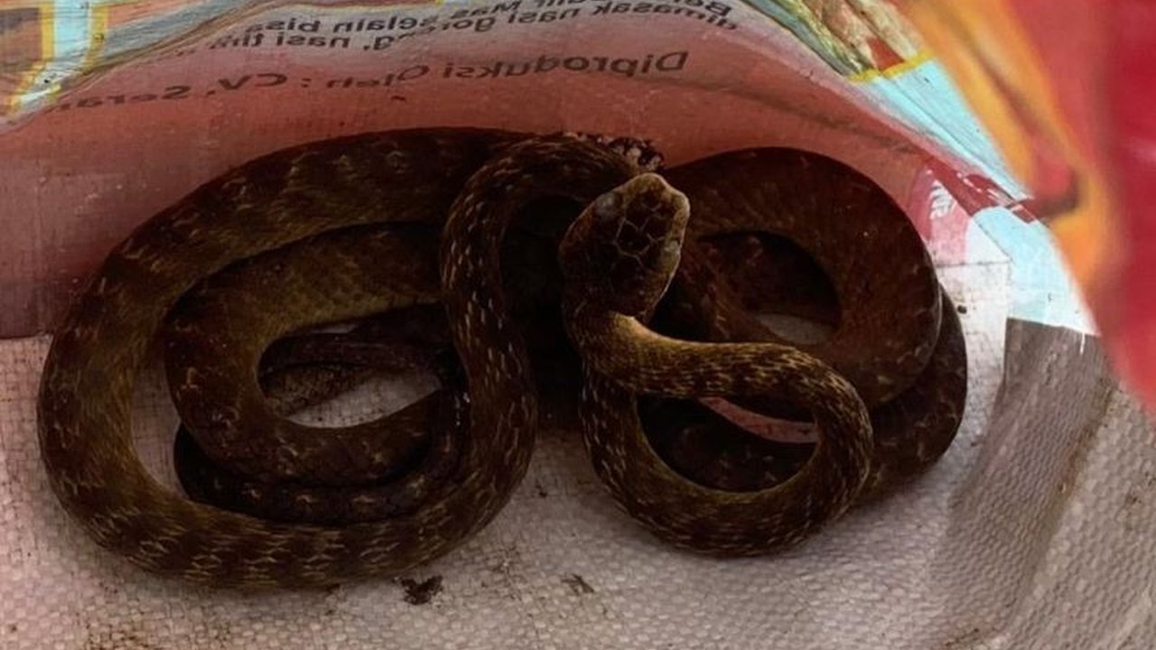 Balai Konservasi Sumber Daya Alam (BKSDA) Maluku menerima penyerahan seekor ular pohon coklat dari Damkar Ambon setelah berhasil dievakuasi dari permukiman warga di Negeri Halong, Kota Ambon.