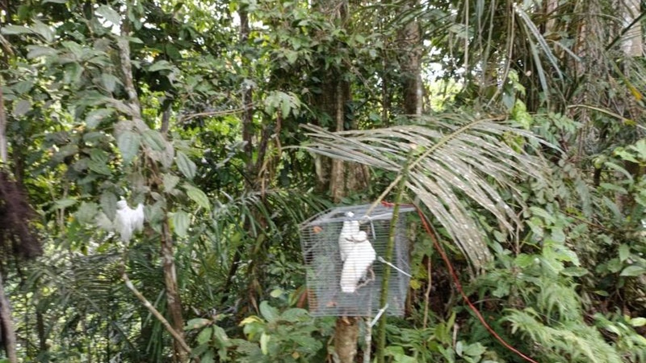 Balai Konservasi Sumber Daya Alam (BKSDA) Maluku berhasil melepaskanliarkan tiga ekor kakatua putih di Cagar Alam Gunung Sibela, Maluku Utara, sebagai upaya pelestarian satwa endemik yang terancam punah.