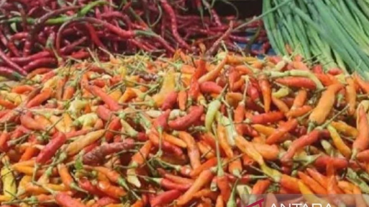 Harga Cabai Rawit di Jayapura Tembus Rp90.000/kg, Petani Kena Imbas Musim Hujan?