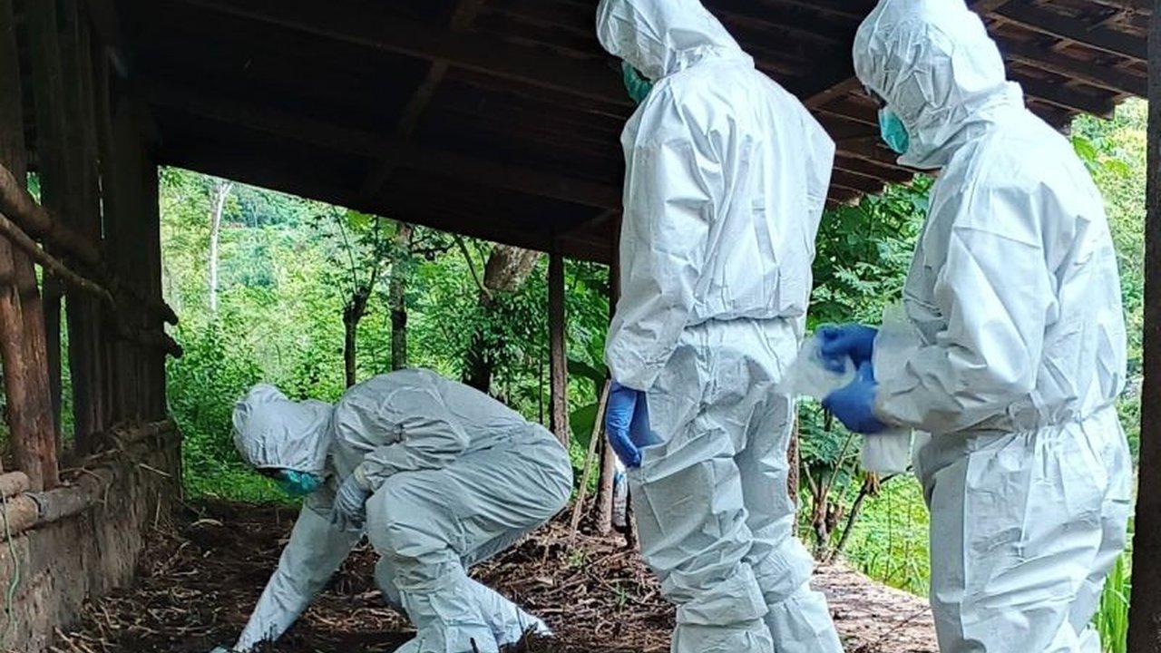 Kasus Anthrax Diduga Muncul di Yogyakarta, Kementerian Pertanian Segera Lakukan Investigasi