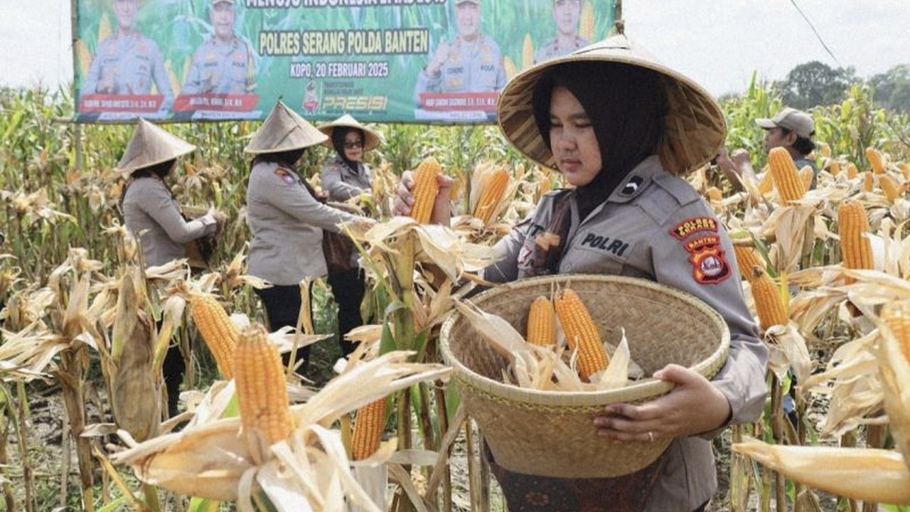 Polda Banten Gelar Panen Raya Jagung Hibrida, Dukung Ketahanan Pangan Nasional