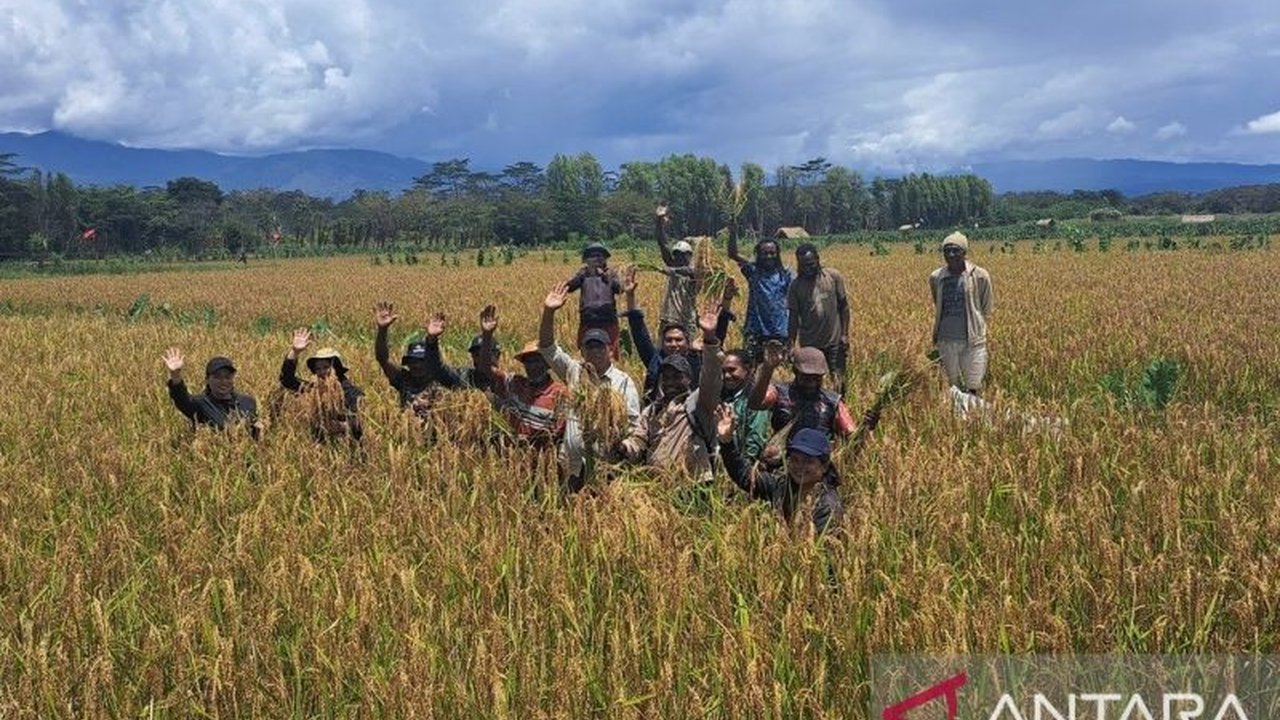 Petani di Kabupaten Jayawijaya, Papua Pegunungan berhasil memanen padi Toraja seluas 8,5 hektare, menghasilkan sekitar 42,5 ton gabah kering giling, dan pemerintah daerah berkomitmen mendukung pemasaran hasil panen.
