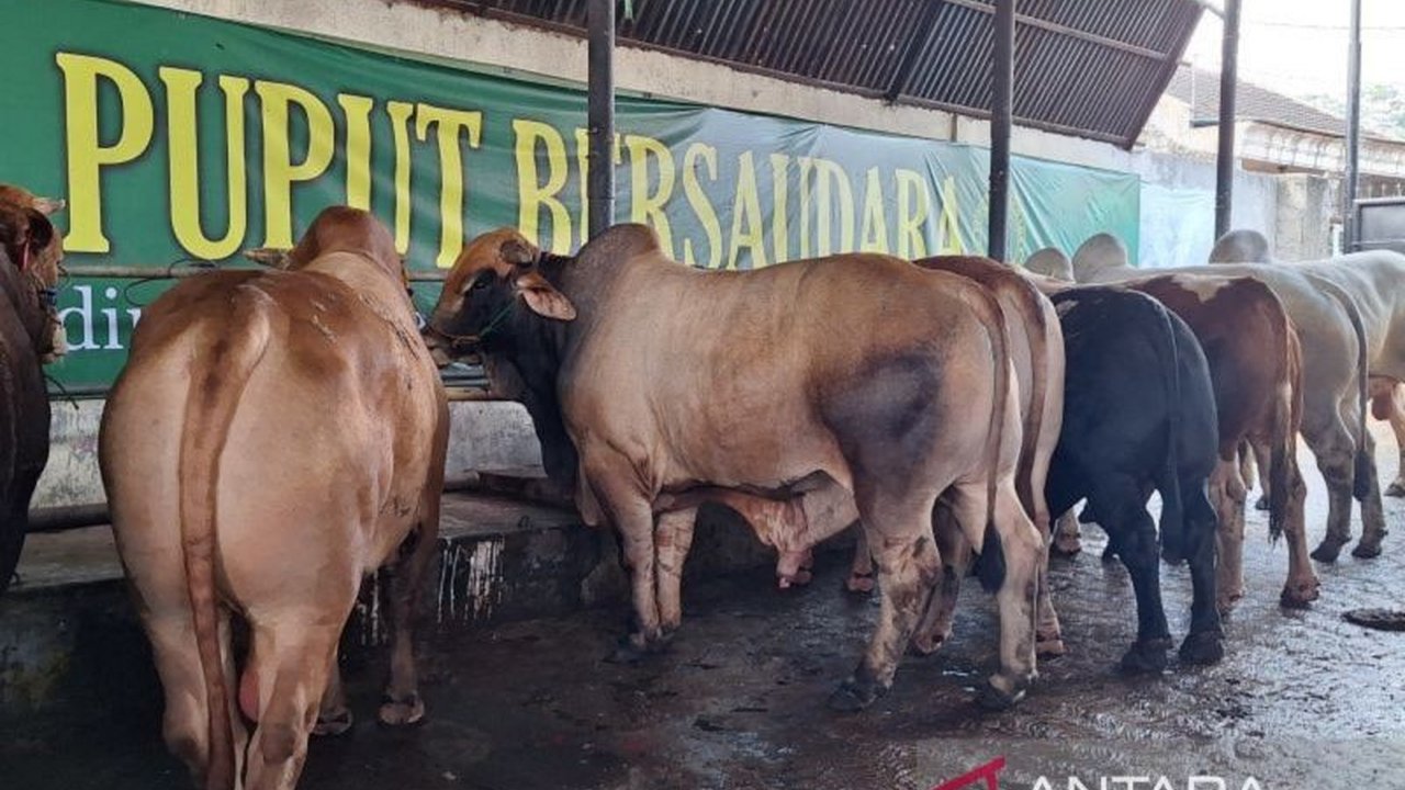 Dinas Ketahanan Pangan Pertanian dan Perikanan (DKP3) Kota Depok mengimbau vaksinasi hewan ternak untuk mencegah penyebaran penyakit, terutama menjelang Idul Adha.