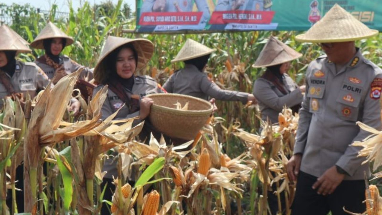 Polres Serang Panen Raya Jagung 80 Ton, Wujud Dukungan Ketahanan Pangan Nasional