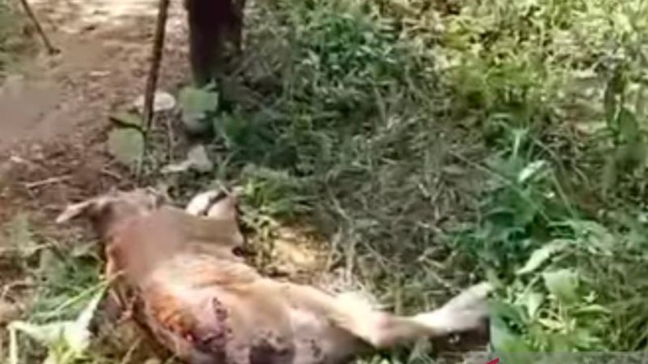 Kematian anak sapi di Desa Mekar Jaya, Mukomuko, Bengkulu, diduga akibat serangan harimau, membuat warga sekitar takut dan BKSDA setempat turun tangan.