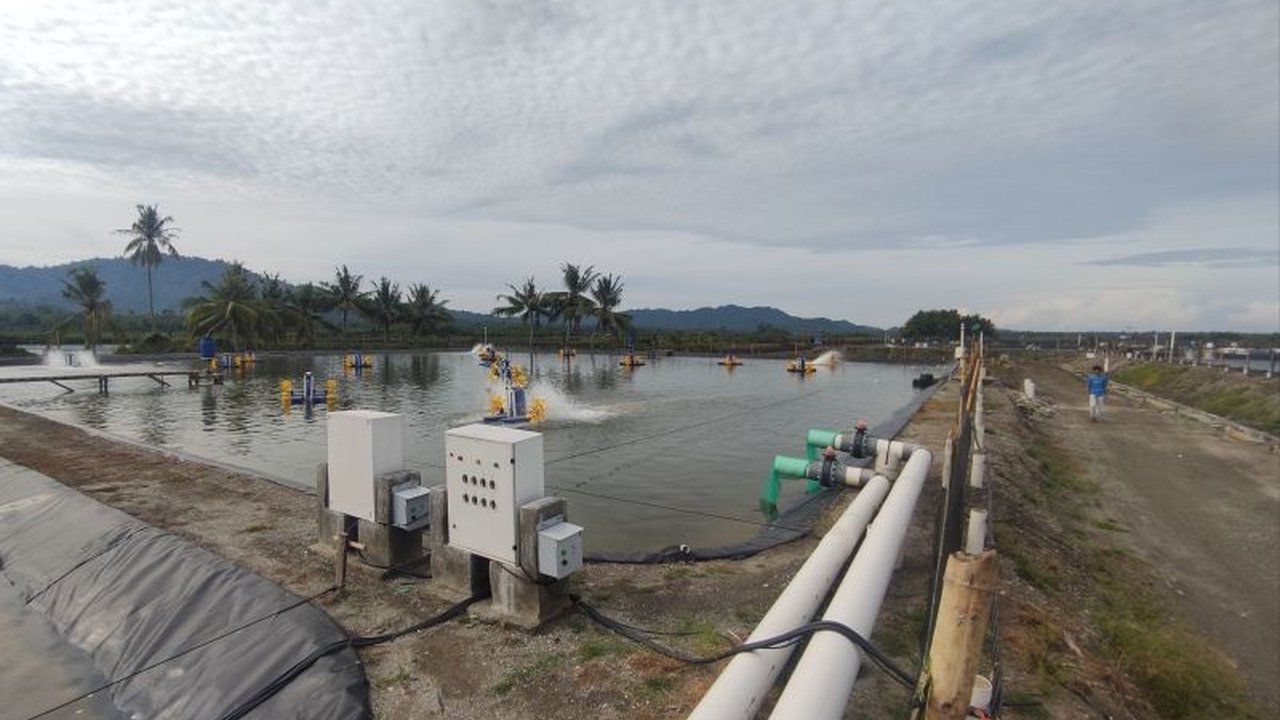 Sistem Climate Smart Shrimp Farming (CSSF) di Sulawesi Tengah menarik minat investor Jepang karena keberlanjutannya dan potensi pasar global.