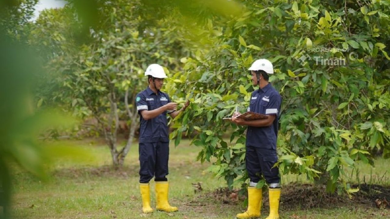 PT Timah berhasil mereklamasi 1.565,30 hektare lahan bekas tambang di Bangka Belitung, mengembalikan fungsi lahan kritis dan memberikan dampak positif bagi masyarakat sekitar.