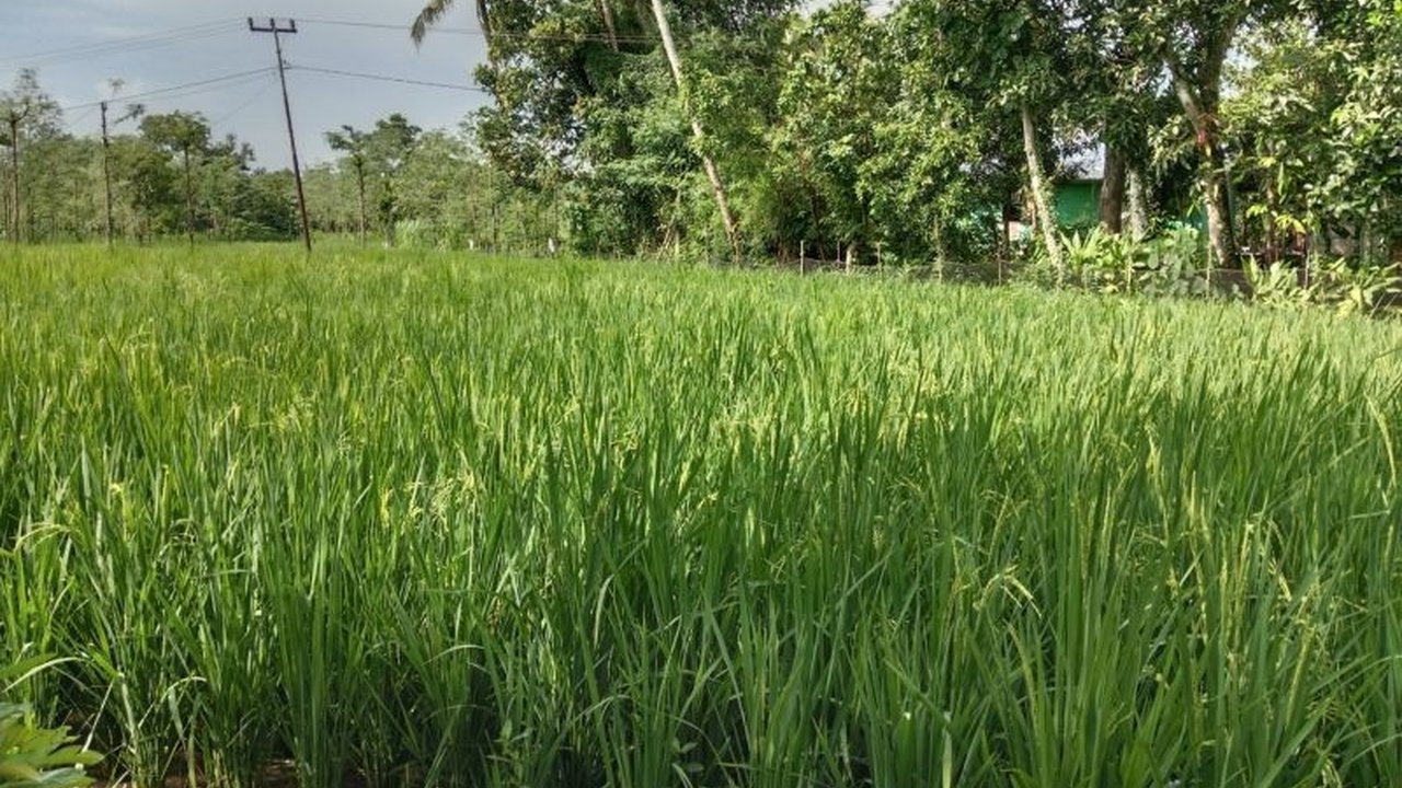 Bulog Serap 2.823 Ton Gabah Petani Lombok Timur, Target 34 Ribu Ton di 2025