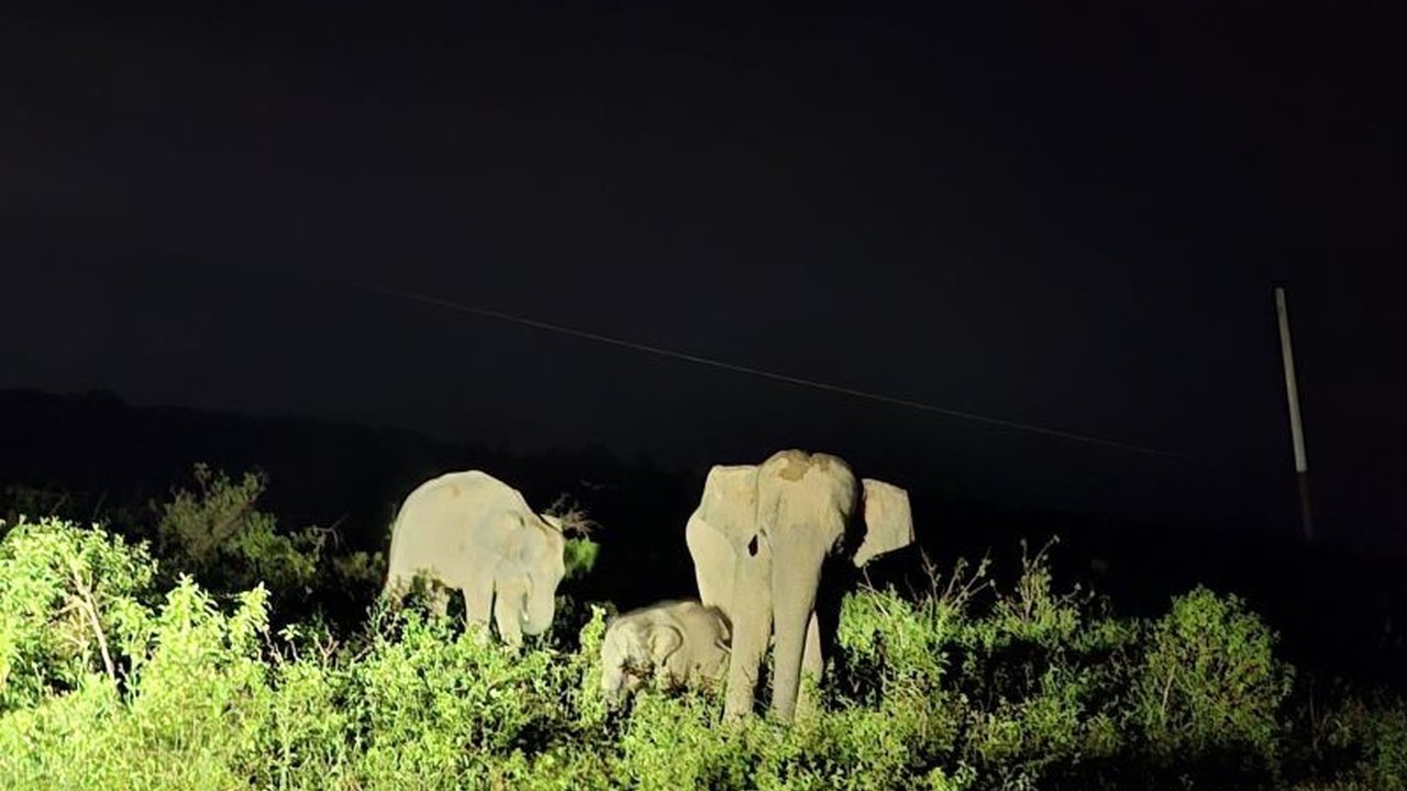 Taman Nasional Way Kambas di Lampung Timur menawarkan wisata minat khusus yang unik, memadukan pelestarian alam, pemberdayaan masyarakat, dan pengalaman tak terlupakan bagi wisatawan.