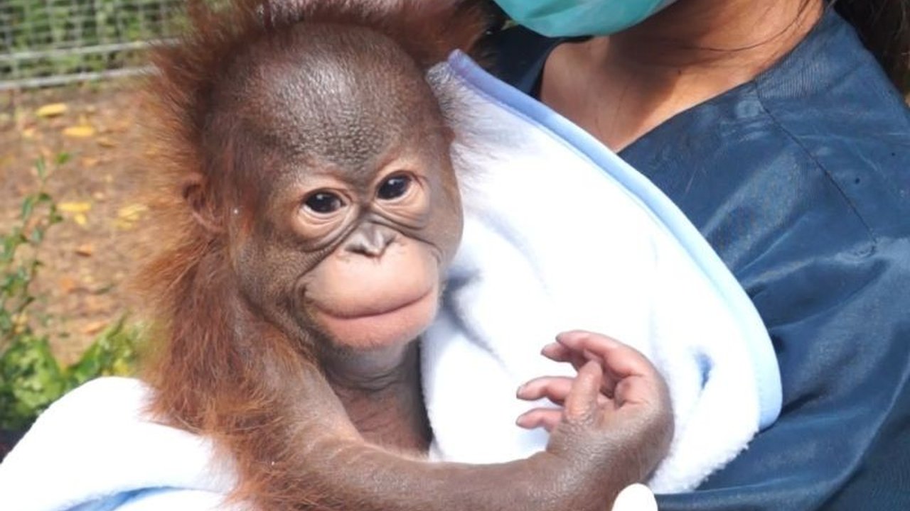 Bandung Zoo menambah koleksi satwanya dengan kelahiran bayi orangutan Kalimantan berjenis kelamin jantan, dan membuka program orang tua asuh untuk mendukung perawatannya.