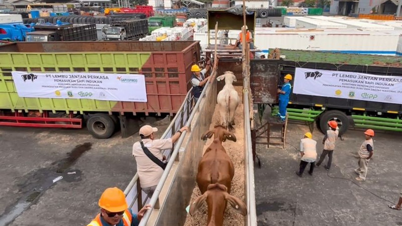 Barantin Periksa 2.449 Sapi Impor Australia di Tanjung Priok
