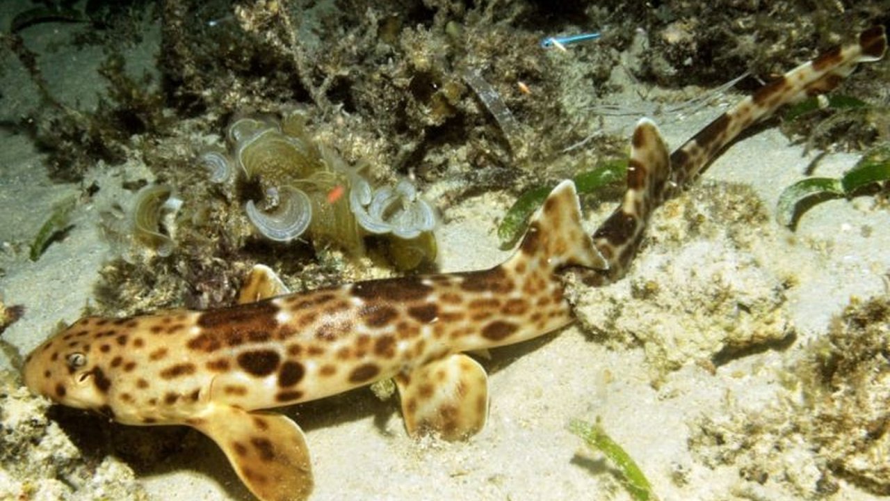 Balai Besar TNTC menetapkan hiu berjalan (Emiscyllium galei) dan burung junai mas sebagai satwa prioritas pengelolaan, guna melindungi spesies yang terancam punah di perairan Papua Barat.