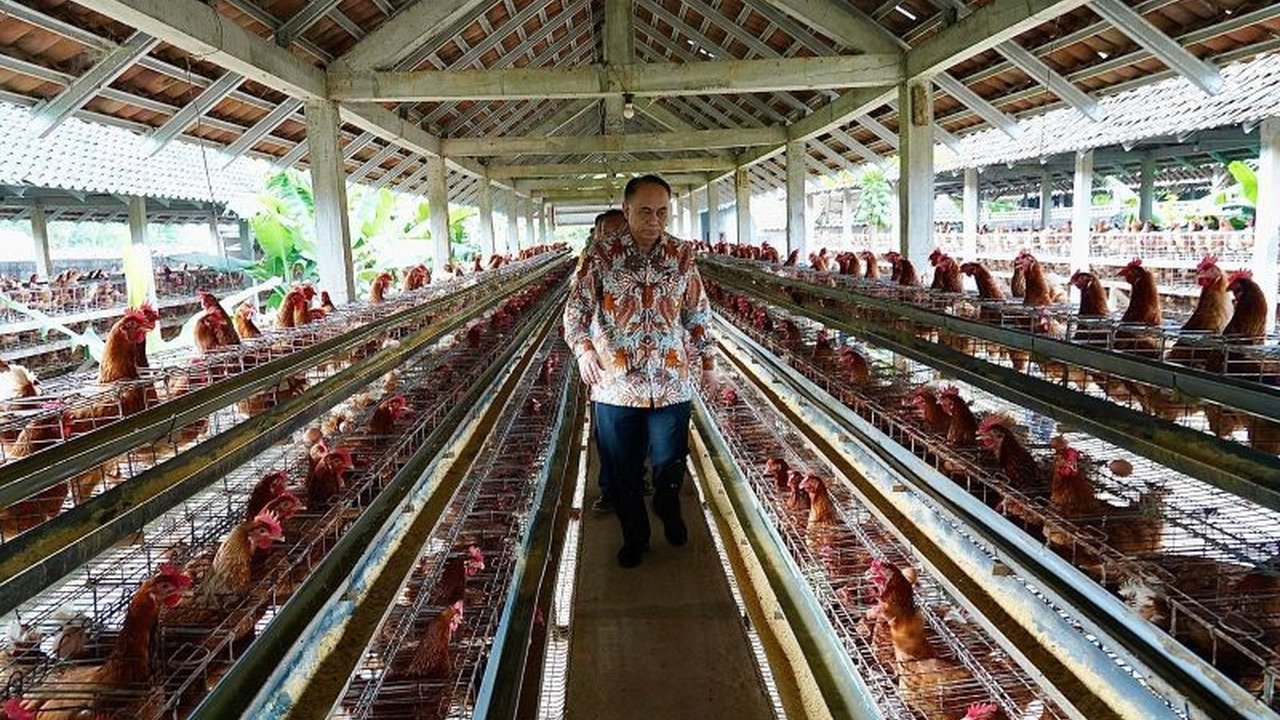 Koperasi Jasa Pinsar Petelur Nasional berperan penting dalam menjaga stabilitas harga telur menjelang Ramadhan dengan menjembatani peternak dan pemerintah, serta berpotensi besar untuk program Makan Bergizi Gratis.