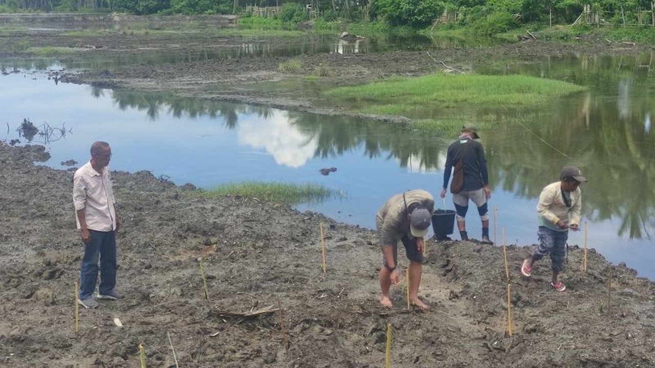 Kisah restorasi mangrove di Desa Lalombi, Sulawesi Tengah, sebagai upaya memperbaiki kerusakan lingkungan akibat tambak udang dan mengembalikan kejayaan ekosistem pesisir.