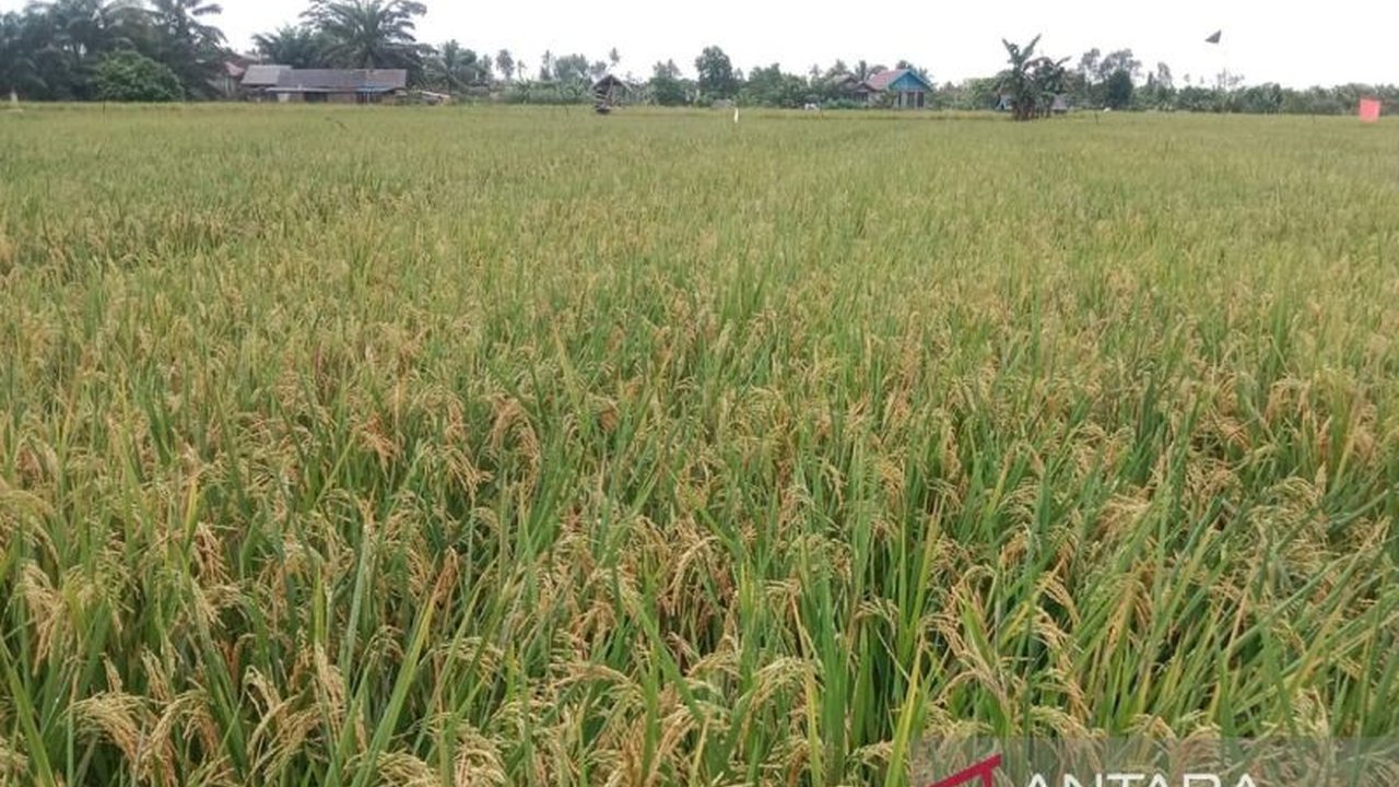 Kabupaten Kotabaru, Kalimantan Selatan, menargetkan penanaman padi seluas 867 hektare pada tahun 2025 untuk memperkuat ketahanan pangan daerah.
