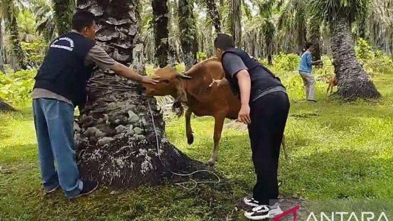 Virus Jembrana merebak di Kota Bengkulu, menyebabkan 54 sapi terjangkit dan beberapa kematian; peternak diimbau waspada dan menerapkan langkah pencegahan.