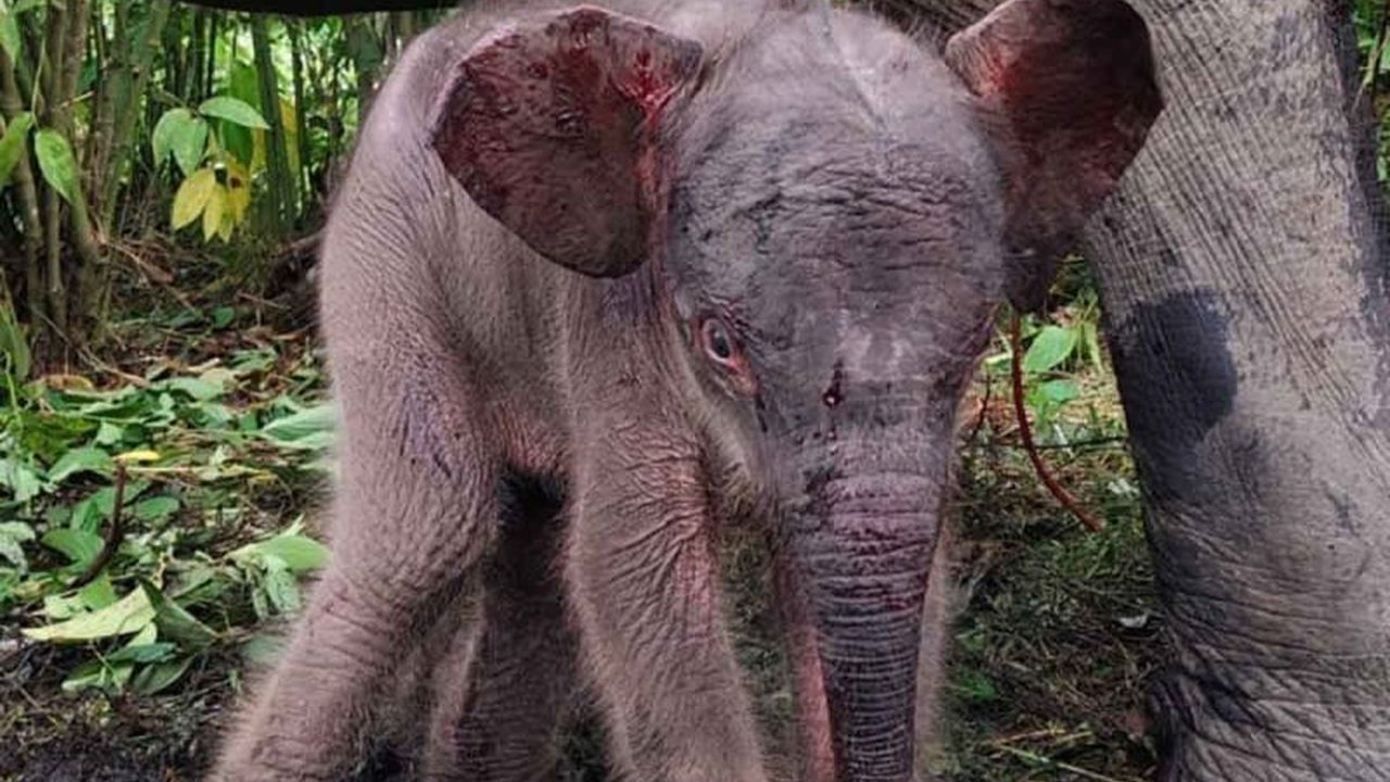 Seekor bayi gajah Sumatra betina lahir di CRU Peusangan, Aceh, menambah populasi gajah di pusat konservasi tersebut dan memberikan secercah harapan bagi kelangsungan hidup spesies yang terancam punah ini.