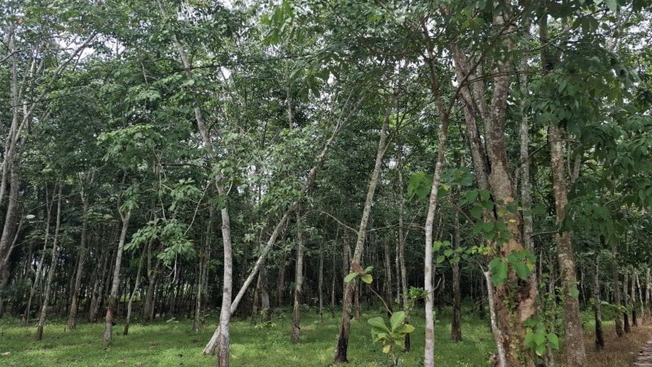 Pemerintah Provinsi Lampung mengidentifikasi 160 ribu hektare lahan di blok pemanfaatan Kesatuan Pengelolaan Hutan (KPH) yang berpotensi untuk dikelola melalui perizinan berusaha atau program perhutanan sosial, demi kesejahteraan masyarakat dan kelestaria