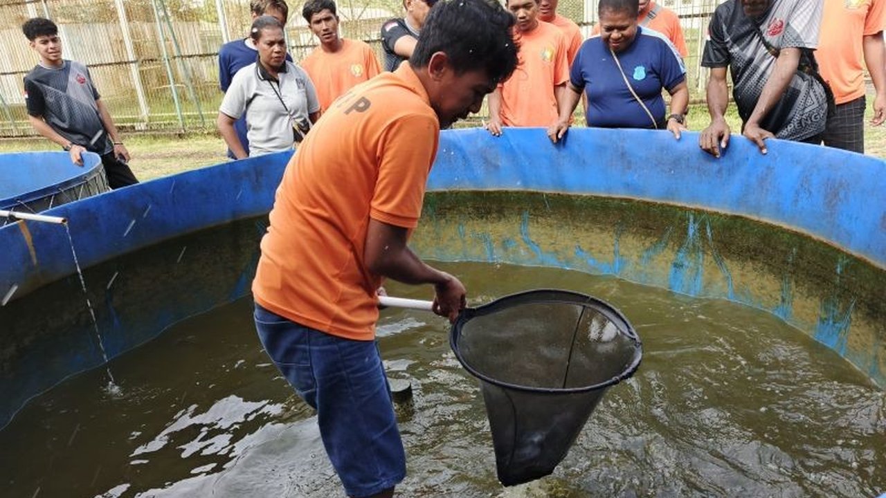 Lembaga Pemasyarakatan Kelas IIB Timika berhasil panen ikan lele hasil budidaya warga binaan, mendukung program ketahanan pangan nasional dan pemberdayaan narapidana.