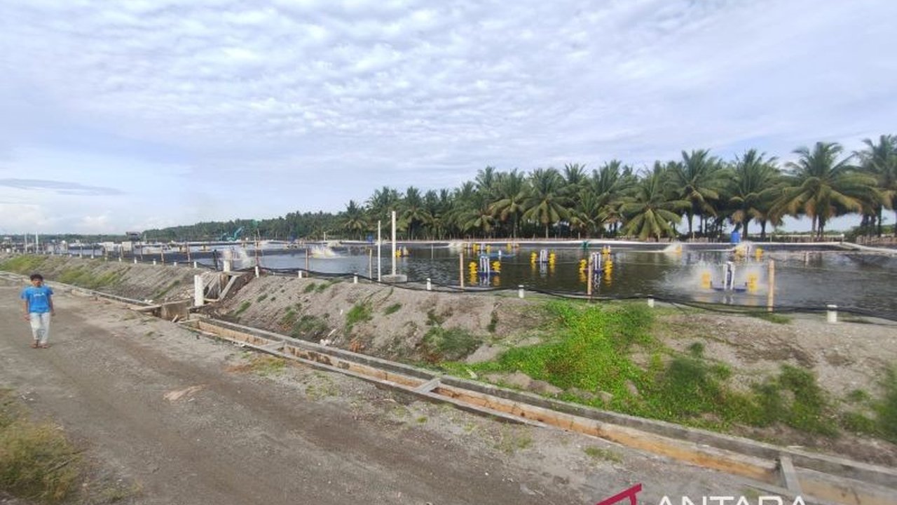 Aryo Wiryawan, pengusaha muda, kembangkan sistem budidaya tambak udang berkelanjutan di Sulawesi Tengah, menawarkan solusi bagi penurunan produksi udang nasional dan menarik minat investor asing.