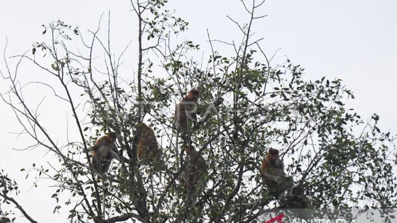 Balai Konservasi Sumber Daya Alam Kalimantan Timur (BKSDA Kaltim) akan mengembangkan areal konservasi baru pada tahun 2025 untuk melindungi habitat bekantan, primata endemik Kalimantan yang terancam punah.