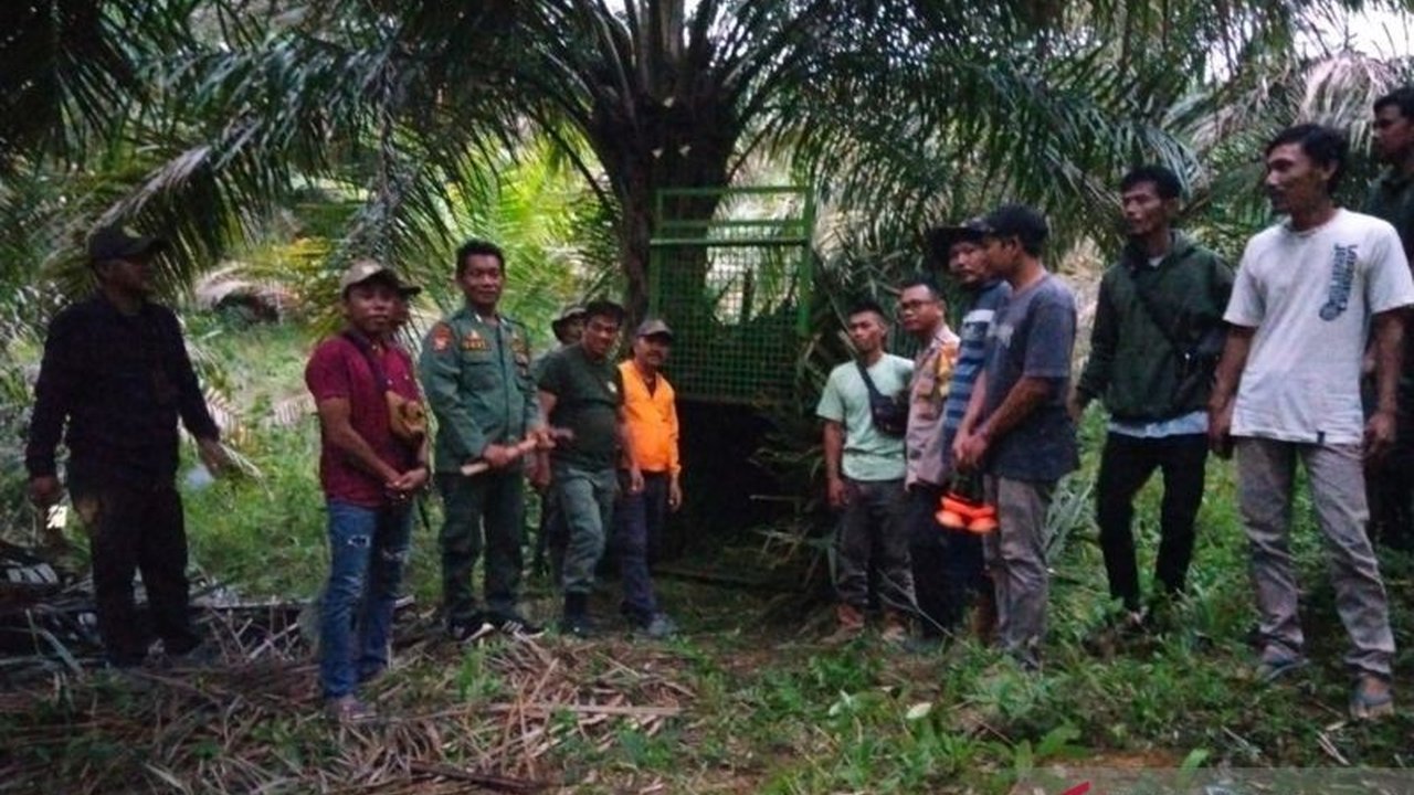 Konflik antara harimau dan manusia di Mukomuko, Bengkulu, kembali terjadi, BKSDA mengajak semua pihak untuk mencari solusi bersama.
