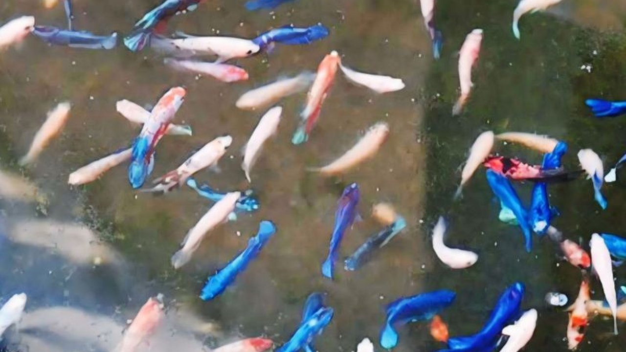 Dinas Kesehatan OKU mendorong warga memelihara ikan cupang untuk mencegah demam berdarah dengue (DBD) yang meningkat drastis di tahun 2024.