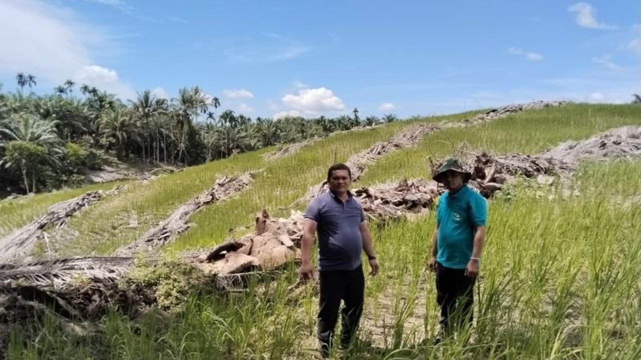 Pemerintah Kabupaten Pasaman Barat mengimbau petani untuk meremajakan tanaman sawit di atas 25 tahun guna meningkatkan produktivitas dan kesejahteraan, dengan target 1.000 hektare pada 2025.