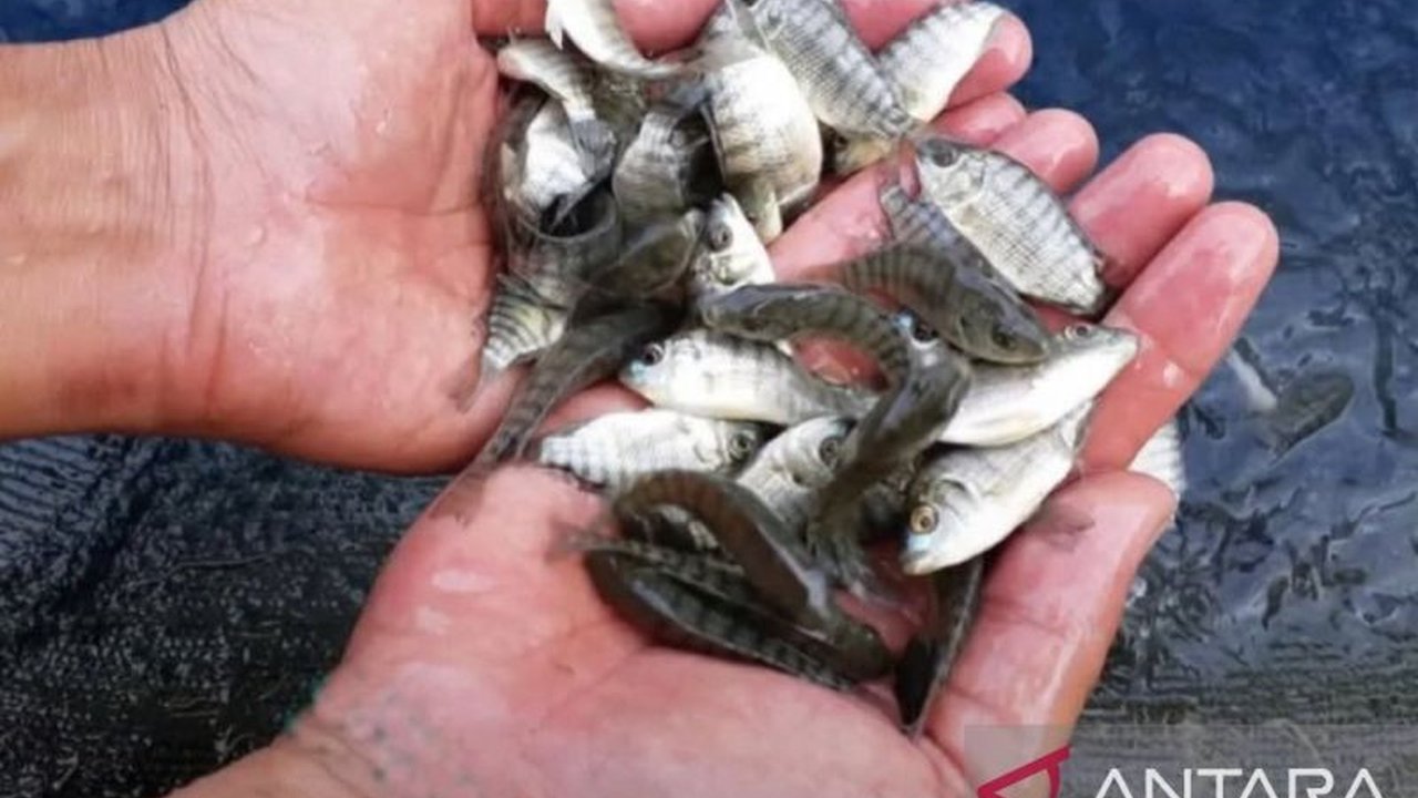 BPPMHKP Ambon memaksimalkan 10 layanan pengawasan mutu perikanan, termasuk sertifikasi CPIB dan SKP, untuk meningkatkan kualitas produk dan ekspor perikanan Maluku.