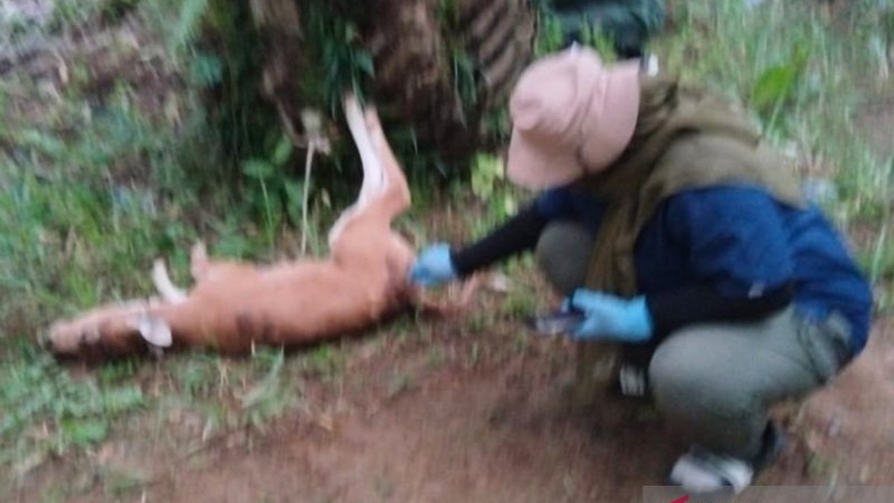 Kejadian sapi dimangsa harimau di Mukomuko, Bengkulu, meningkatkan kewaspadaan warga dan upaya penjebakan oleh BKSDA.
