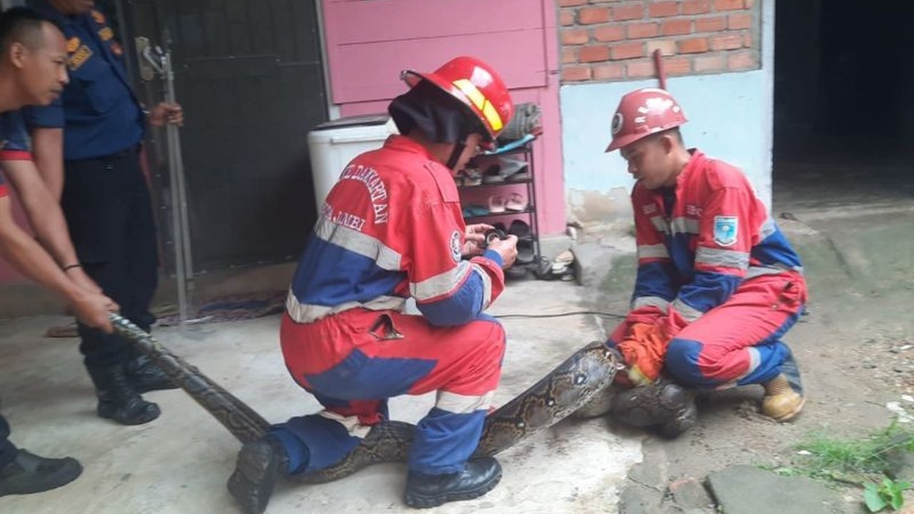 Damkar Kota Jambi berhasil mengevakuasi ular sanca sepanjang enam meter dan berat 40 kilogram dari rumah warga di Kebun Handil, Jelutung; petugas mengimbau warga untuk waspada terhadap hewan melata selama musim hujan.