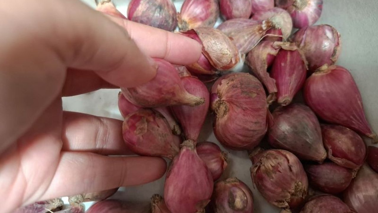 Dinas KPTPH Lampung mengembangkan pembibitan bawang merah mandiri sebagai strategi jangka panjang untuk menstabilkan harga dan pasokan, terutama menjelang Idul Fitri 2025.